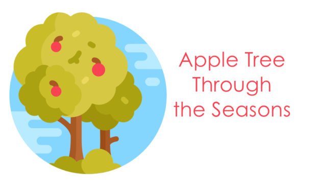 Apple Tree Through the Seasons