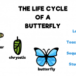 The Life Cycle of a Butterfly