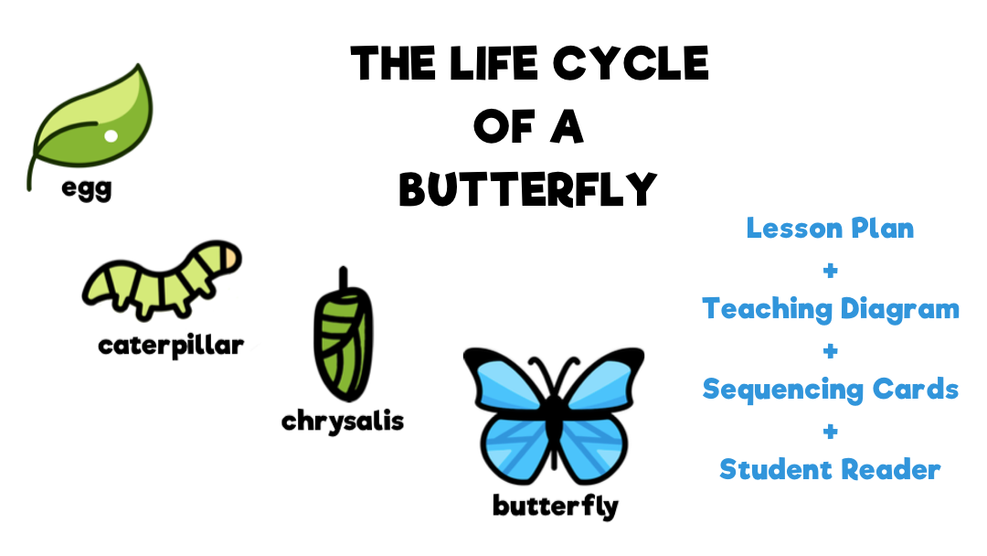 butterfly life cycle sequencing worksheet