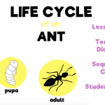 Life Cycle of an Ant