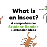 What Is an Insect?